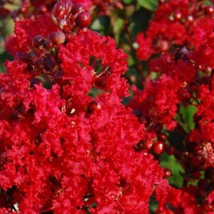 Red Rocket Crape Myrtle Trees