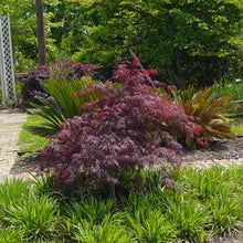 Load image into Gallery viewer, Red Dragon Japanese Maple
