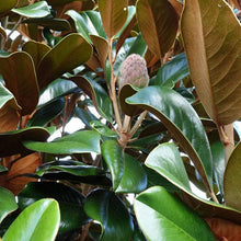 Load image into Gallery viewer, Teddy Bear Magnolia
